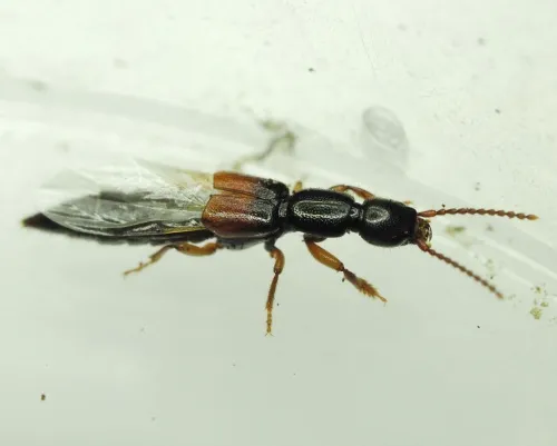 Lathrobium geminum - photo 3