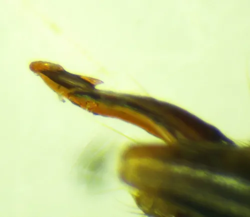 Lathrobium geminum - photo 4