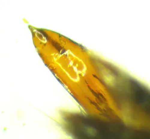 Lathrobium geminum - photo 5