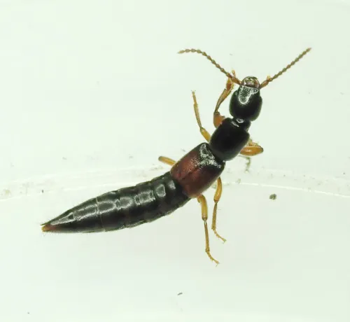 Lathrobium geminum - photo 6