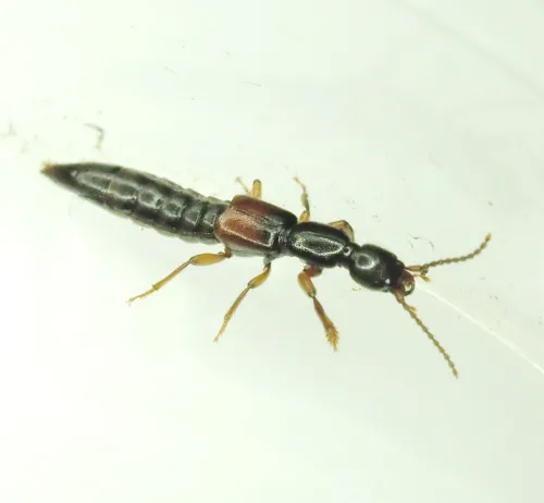 Lathrobium geminum - photo 7