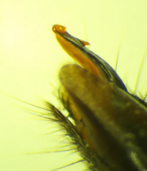Lathrobium geminum - photo 8