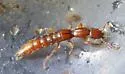 Lathrobium hardeni