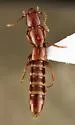 Lathrobium hardeni - photo 2