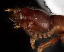 Lathrobium hardeni - photo 3