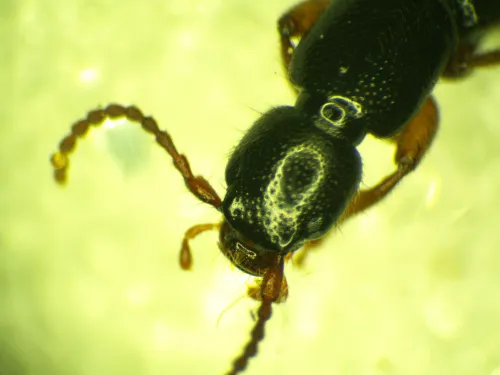 Lathrobium impressum - photo 2