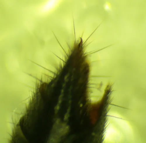 Lathrobium impressum - photo 3