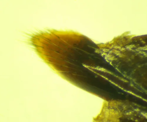 Lathrobium impressum - photo 4