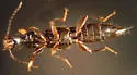 Lathrobium scolopaceum - photo 2