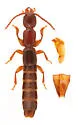 Lathrobium scolopaceum - photo 3