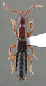Lathrobium scolopaceum - photo 4