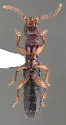 Lathrobium scolopaceum - photo 5