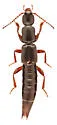 Lathrobium sparsellum - Lathrobium sparsellum