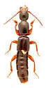 Lathrobium sparsellum - photo 2