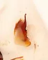 Lathrobium sparsellum - photo 3