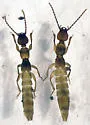 Lathrobium thompsonorum - Lathrobium thompsonorum