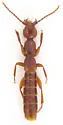 Lathrobium thompsonorum - photo 2