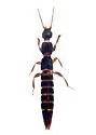 Lathrobium washingtoni