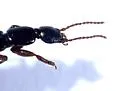 Lathrobium washingtoni - photo 3