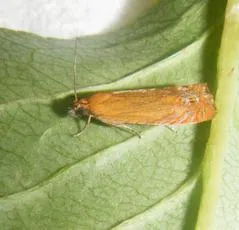Lathronympha strigana - photo 2