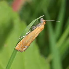 Lathronympha strigana - photo 3