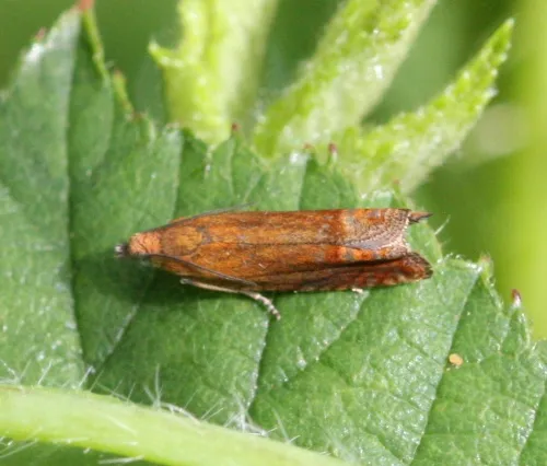 Lathronympha strigana - photo 4