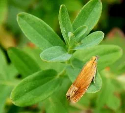 Lathronympha strigana - photo 5