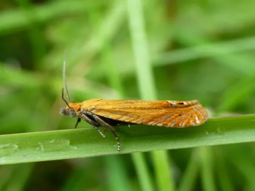 Lathronympha strigana - photo 6