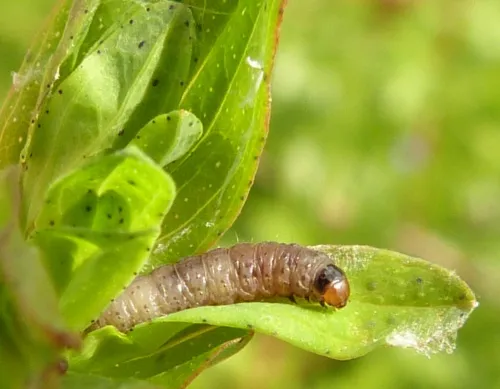 Lathronympha strigana - photo 8