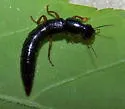 Lathropinus picipes