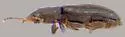 Lathropus pubescens - photo 2