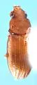 Lathropus rhabdophloeoides - photo 3