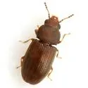 Lathropus robustulus