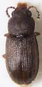 Lathropus robustulus - photo 3