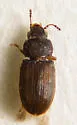 Lathropus robustulus - photo 4