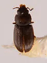 Lathropus robustulus - photo 5