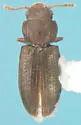 Lathropus vernalis