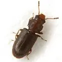 Lathropus vernalis - photo 2