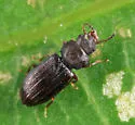 Lathropus vernalis - photo 3