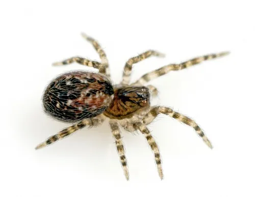 Lathys humilis