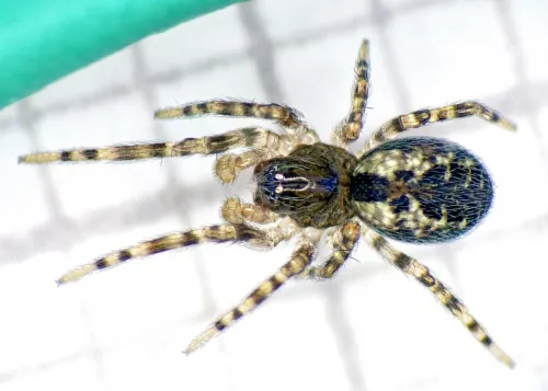 Lathys humilis - photo 2
