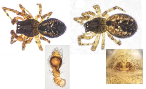 Lathys humilis - photo 3