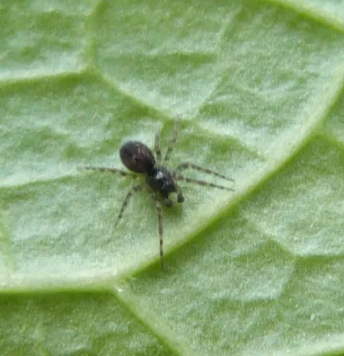 Lathys humilis - photo 5