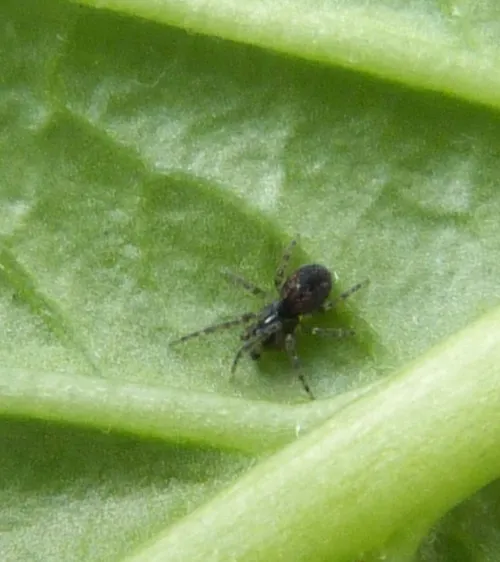 Lathys humilis - photo 7