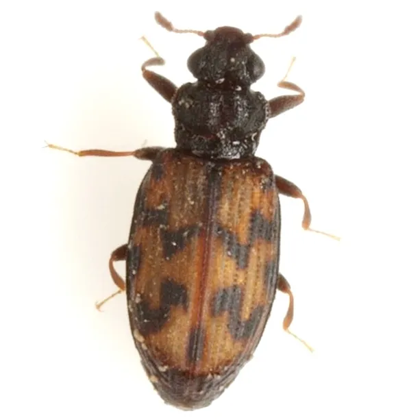 Minute Brown Scavenger Beetles - photo 3