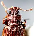 Latridius consimilis