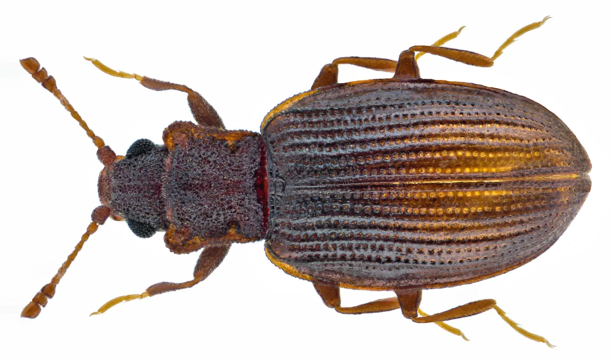 Squarenosed Fungus Beetle
