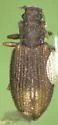 Latridius protensicollis