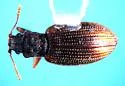 Latridius protensicollis - photo 2