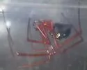 Red Widow - Latrodectus bishopi